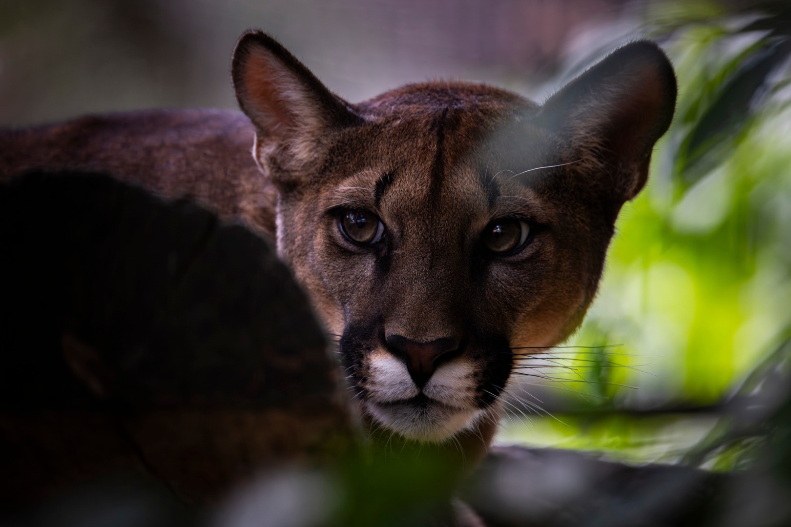 The Zoo in Târgu Mureș has received new exotic species