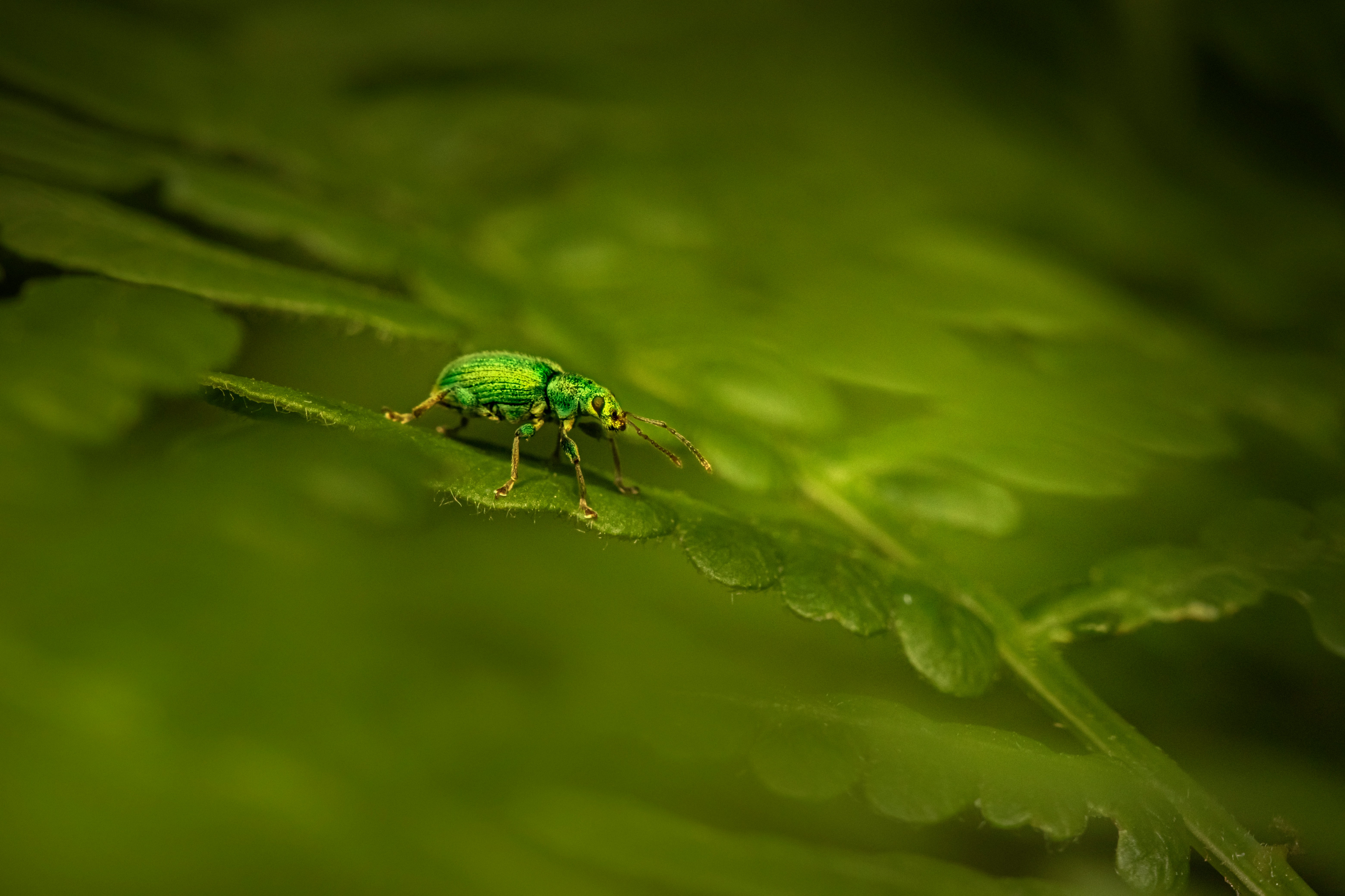 Ash Insect Rellant The emerald ash borer, a devastating insect for ash forests, has been ...