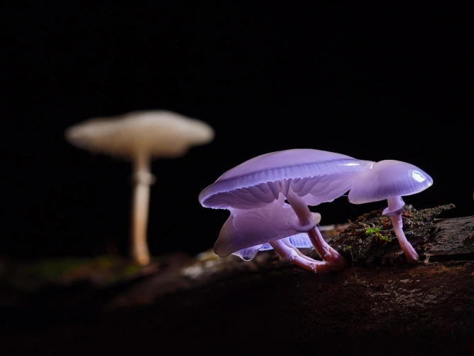 Un hongo descubierto en Chernobyl, Cladosporium sphaerospermum, parece ...